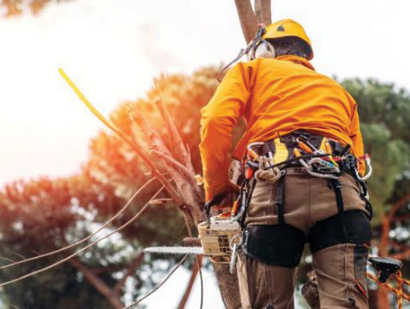 Elagage d'arbres fruitiers dans les Bouches du Rhône