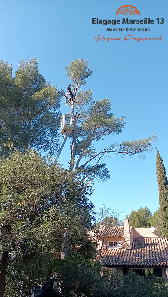 Abattage d'arbres dangereux à Marseille