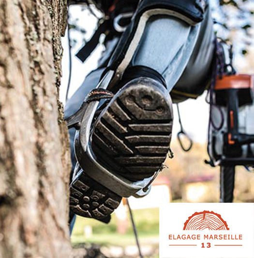 Elagueur grimpeur à Marseille